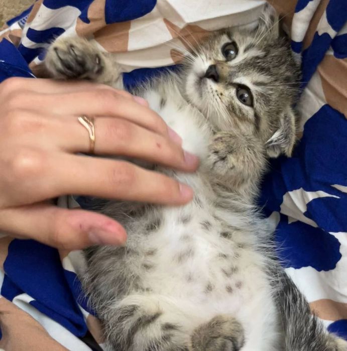 Scotish fold mushukcha sotuvda