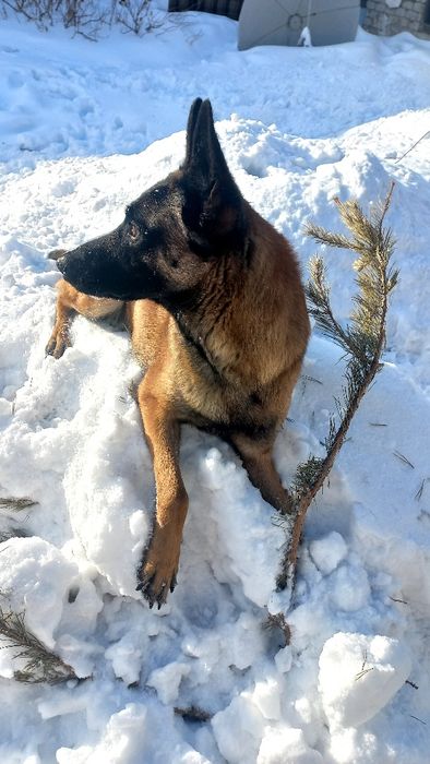 Малинуа кобель для вязки