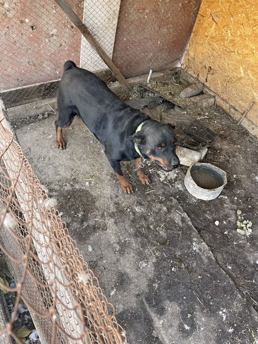 Продается собака Ротвейлер