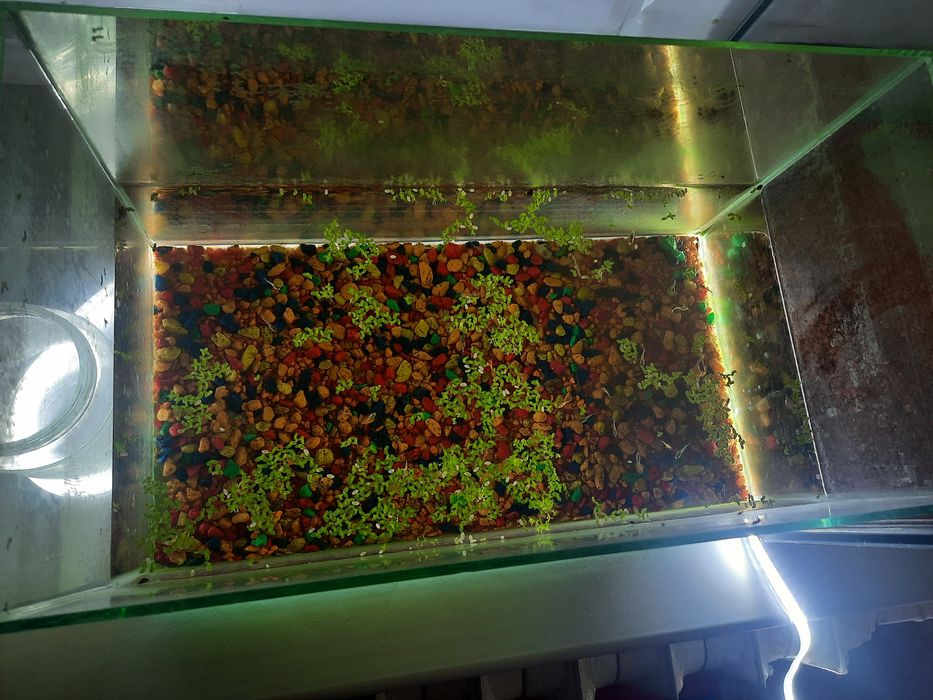Продам аквариум с рыбкой 10000 теңге
