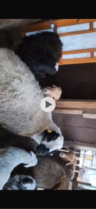 Продам овец . Самка барана