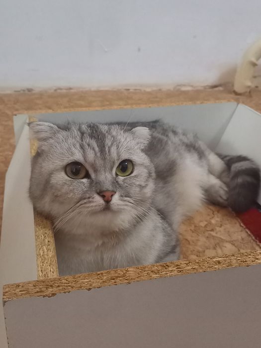 Шатланский кошка