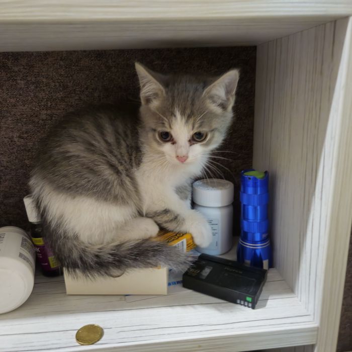 Котята в добрые руки