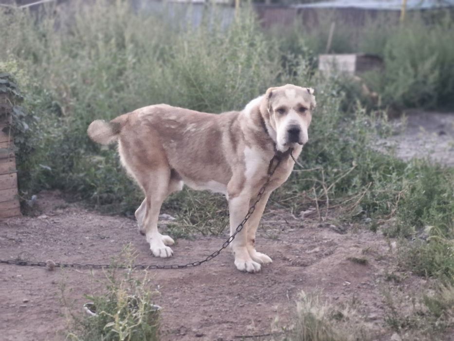 Кобель супертяж на вязку