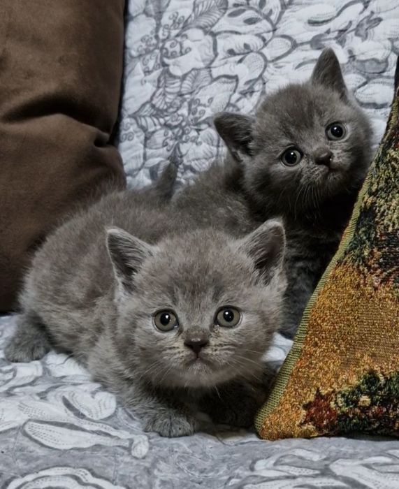 Продаются чистокровные Британцы