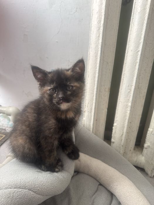 Отдам котенка в добрые руки.