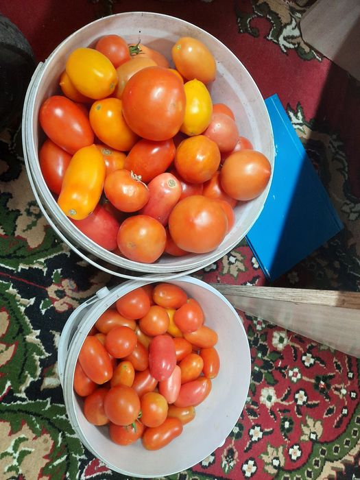 Продам домашний помидоры
