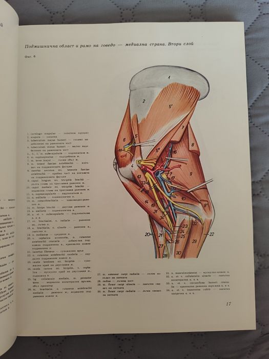 Атлас по топографска анатомия на селскостопанските животни Том 1,2 и 3