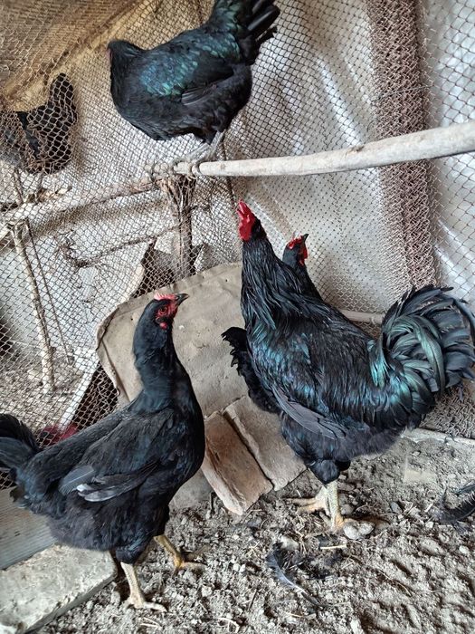 Кора шахзода тоза зотли товуклар тухумига заказ оламиз