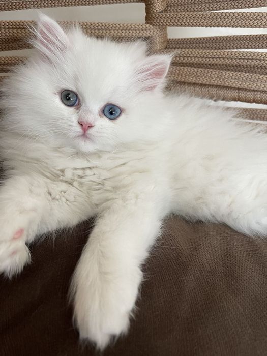 Кошки милые Скоттиш страйт