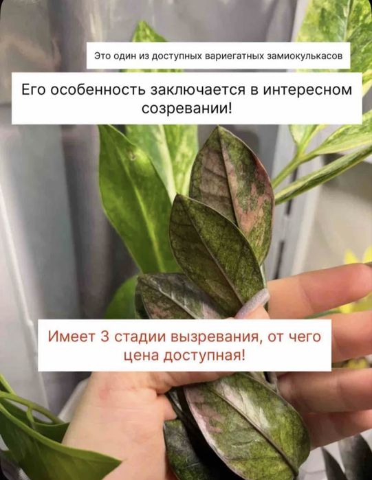 Замиокулькас акебоно вариегатный