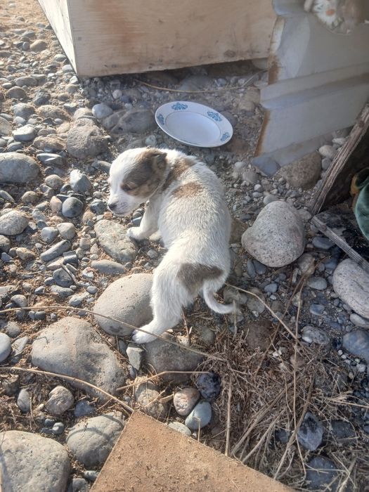 Девочка ищет дом