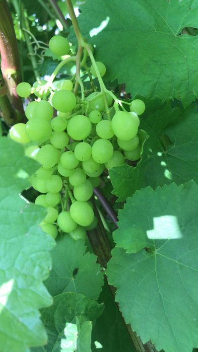 Дача 42кв.м п. Солнечный