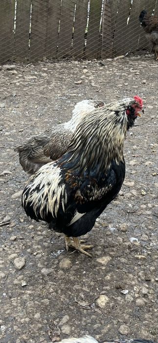 Vand cocosi araucana