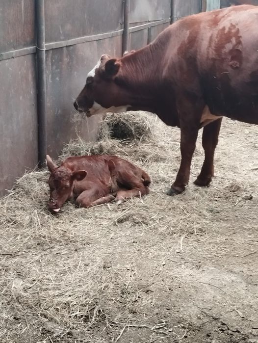Продам  корову и тайынша