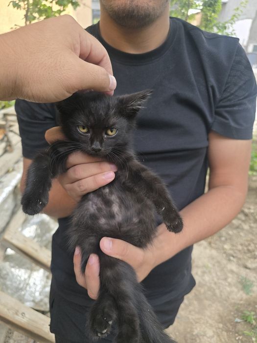 Котята в добрые руки бесплатно
