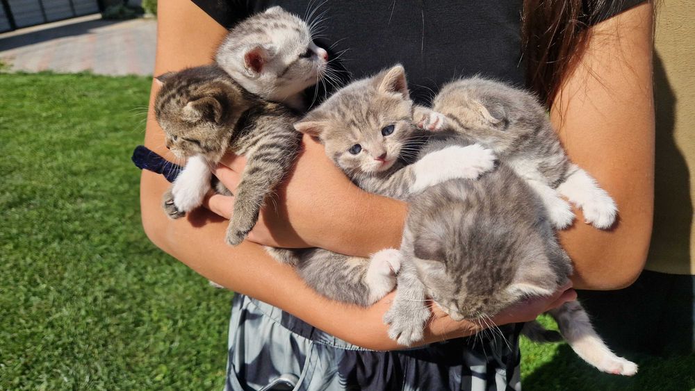 Котята милые красивые