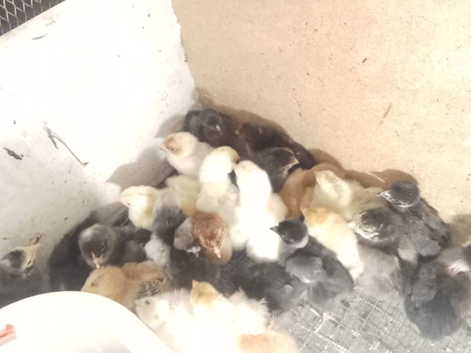 Цыплята пародисты