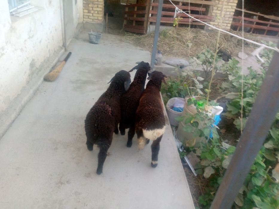 2 nar bir moda semiz barra