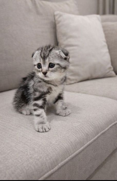 Shatlanisiy sokot shfol miramiriskiy