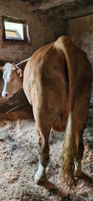 vand vaca la prima fatare