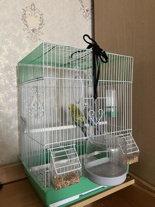 Попугаи с клеткой