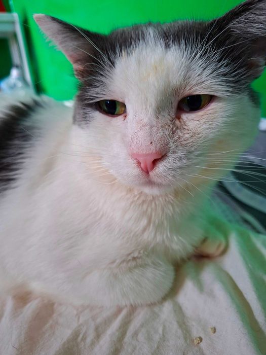 Adoptie cuplu de pisica cauta curte, se aduc in tara