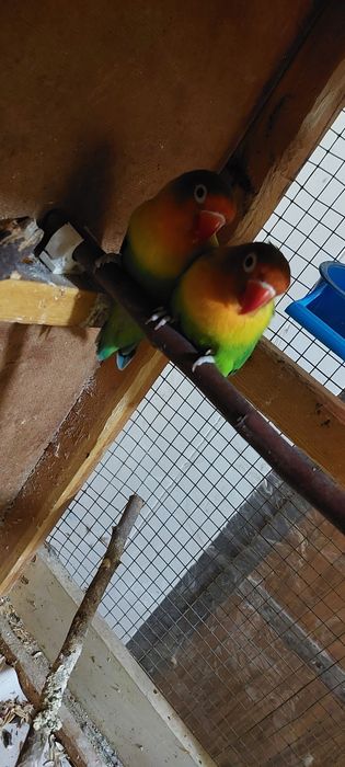 Fisher maskala sotiladi par qushla bola bergan bolaga zor qaridi