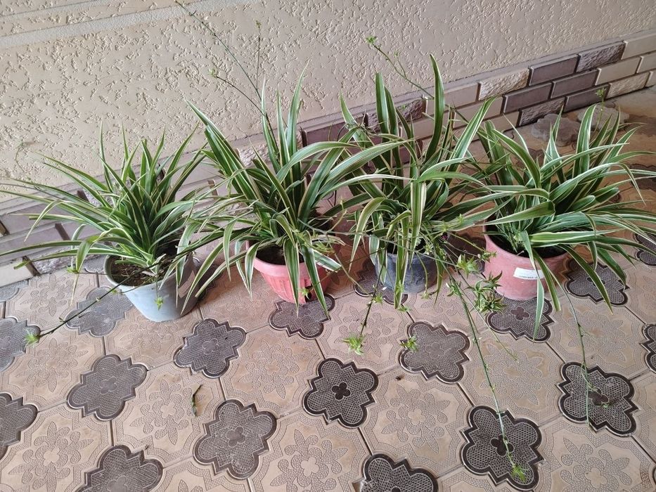 Комнатные растения, цветы, Honaki gullar, гуллар, сотилади