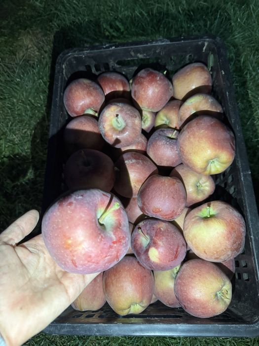 Продам яблоки сочные с собственного сада!