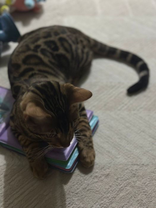 Бенгальский кот на вязку