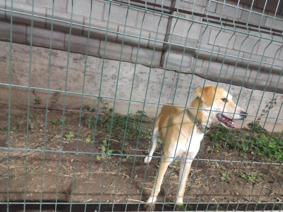 Молодой кобель в хорошие руки