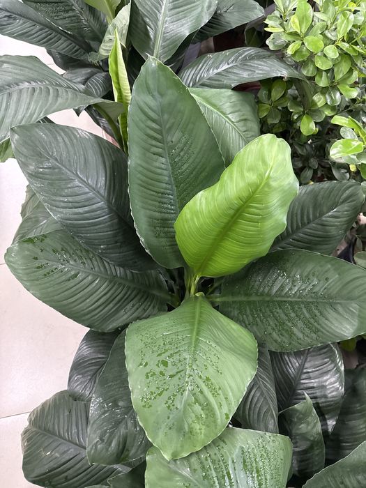 Женское счастье гигант