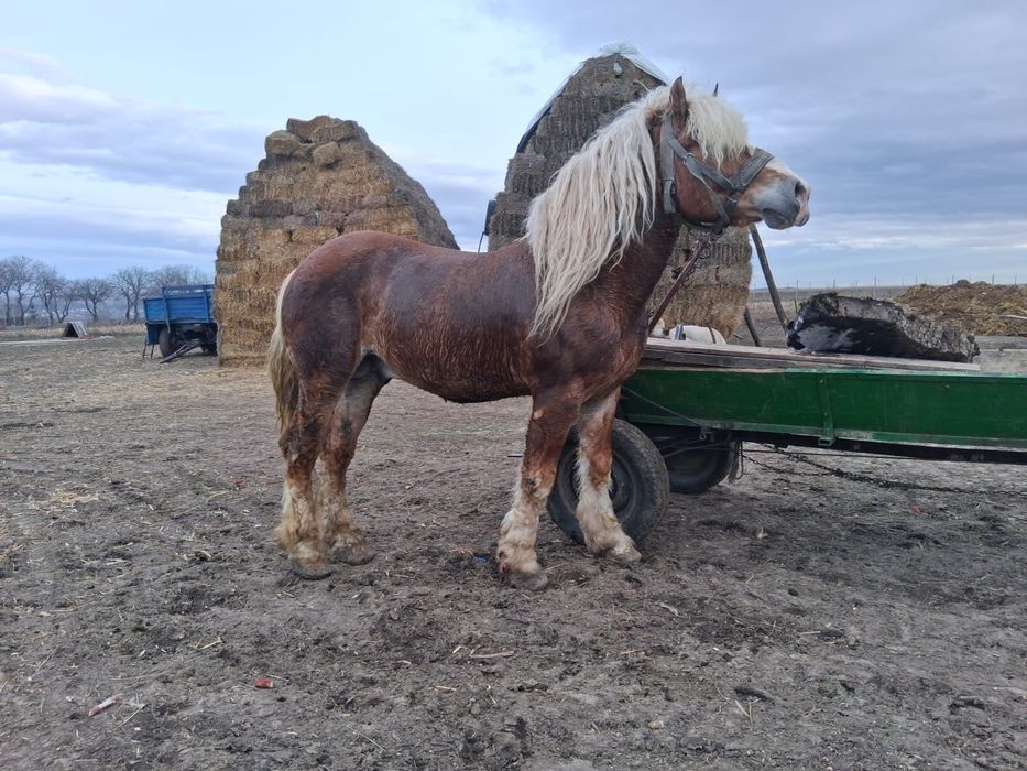 Vând armăsar de 6 ani