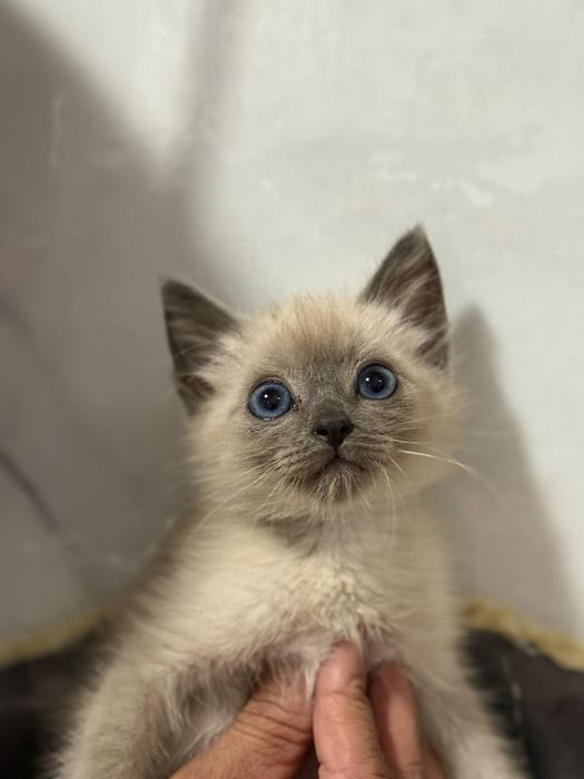 Продам Сиамская кошка