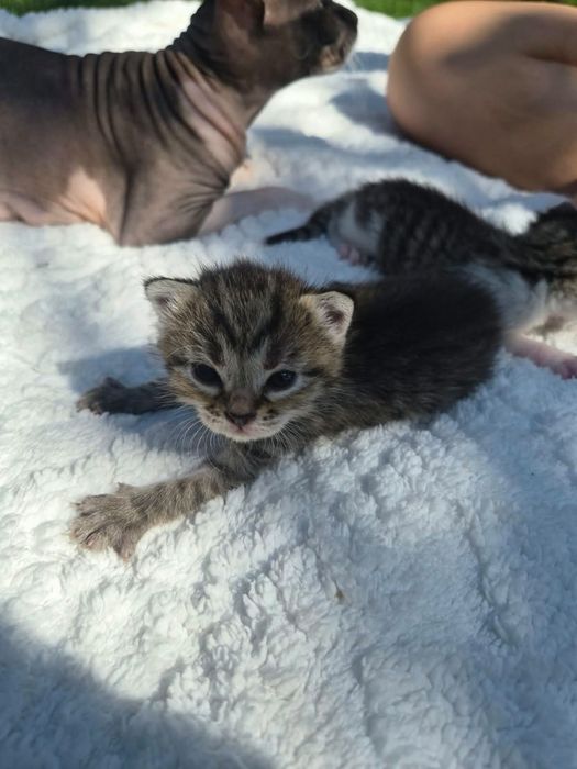 Котята в добрые руки. Срочно!