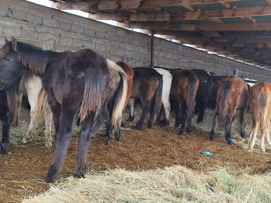 Жабағы сатылады 54 бас