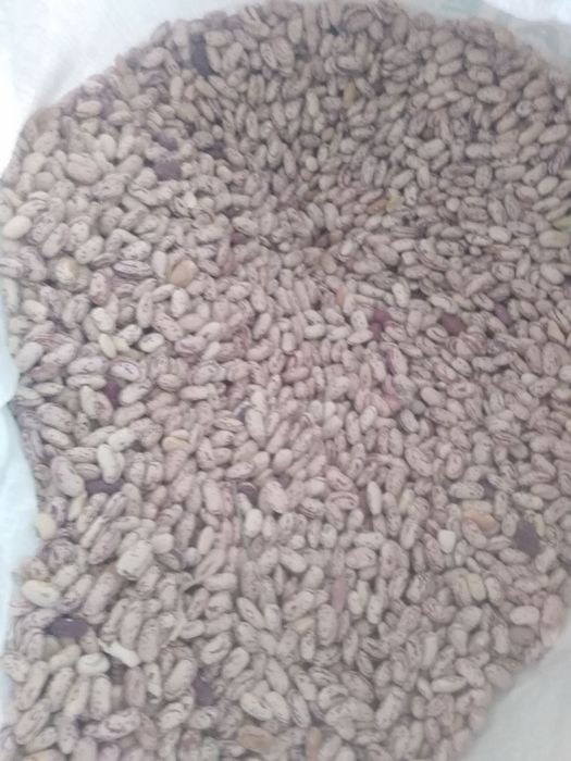 Fasol sotiladi sifatli