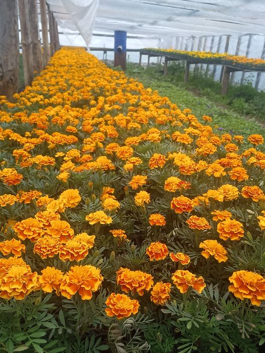 Питунья и тагетис