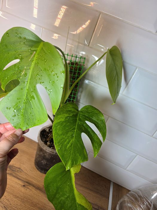 Монстера Грин он Грин Monstera 'Green on Green'
