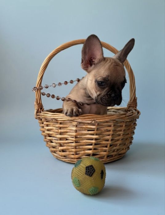 Щенки французики девочки