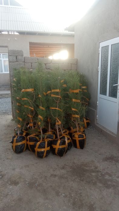 archalar bor yashil makon arzon narxlarda yetkazib berish hizmati bor