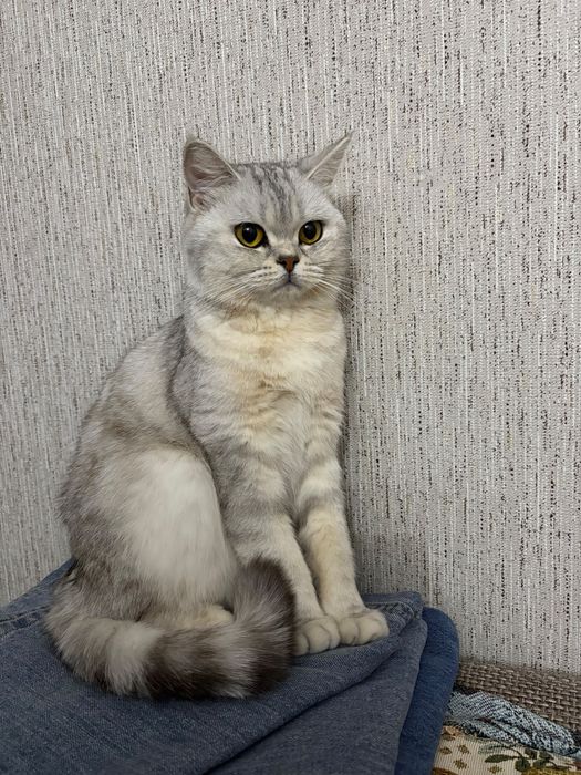 Серебристая шиншилла. Кошка.