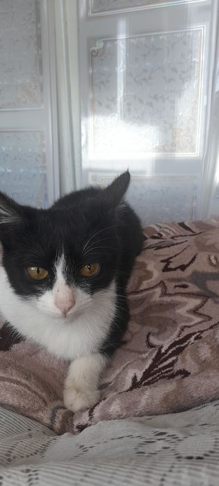 Отдам кота в добры