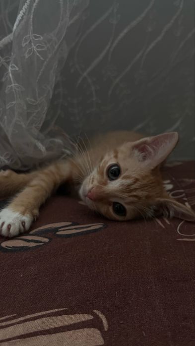Кошка 3 месяцев