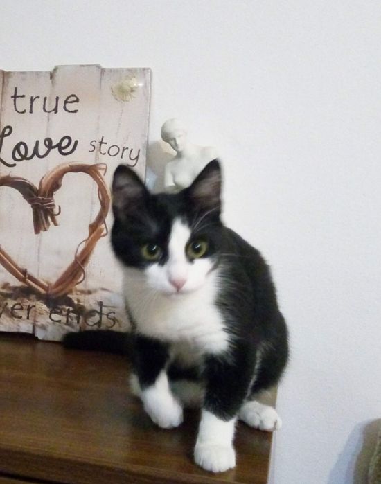 Ingrijesc pisica ( Petsitter)