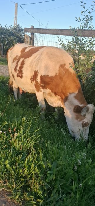Bălțată Românească Gestantă