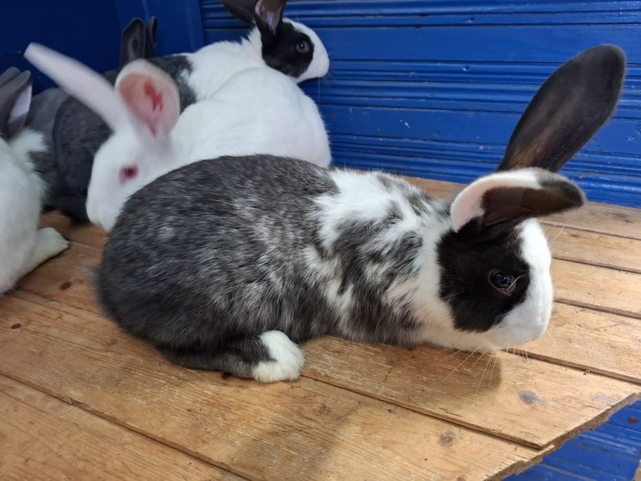 Iepuri Hycole Francez 
Vând iepuri H