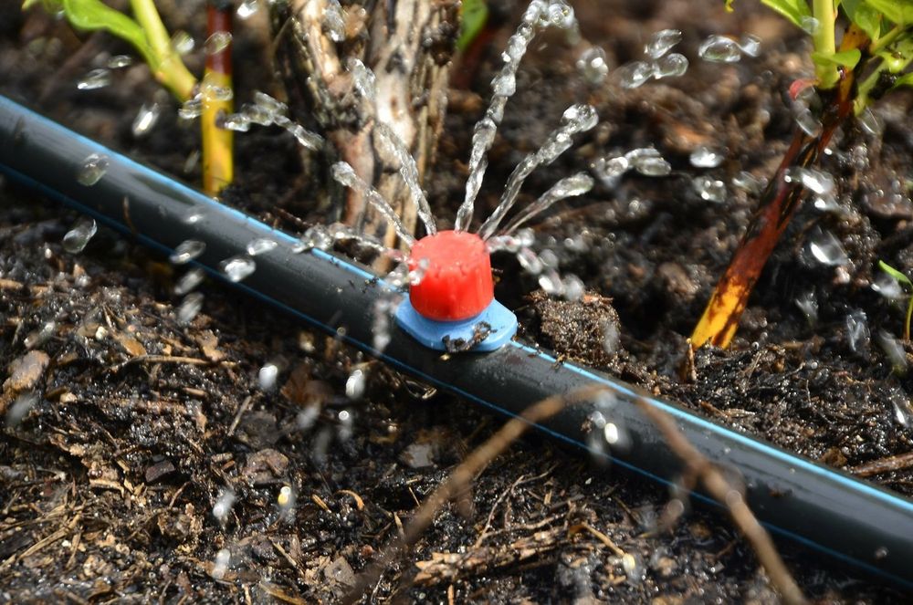 Proiectare sisteme irigare gazon, irigare legume