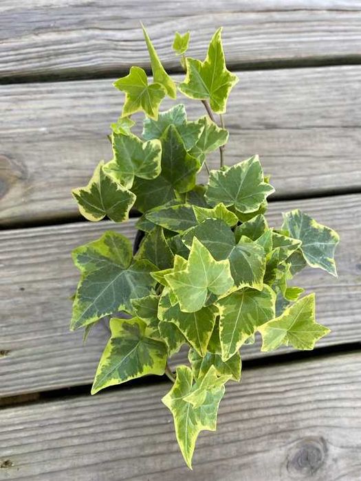 Bambus fargesia nitida aurea Iedera verde si variegata